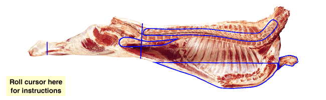 carcase